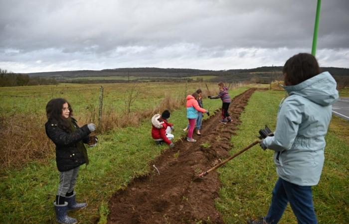 Sensibilis’haie s’implante à Saint-Loup-sur-Aujon