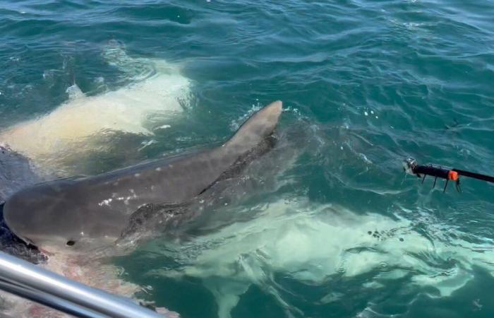 Un pêcheur tué par un requin dans la Grande Barrière de Corail