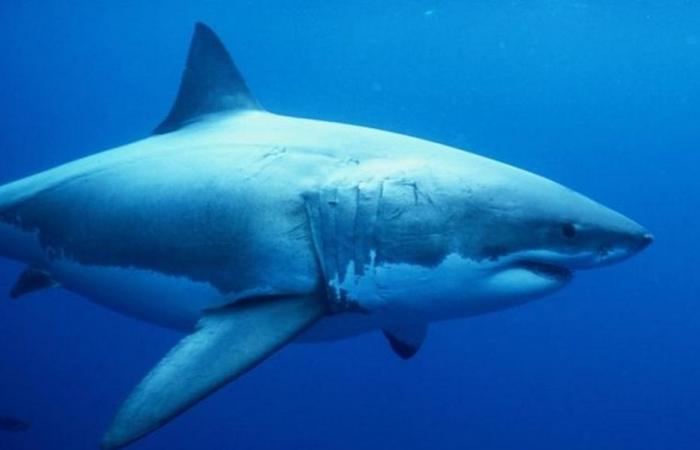 un homme tué par un requin près de la Grande Barrière de Corail