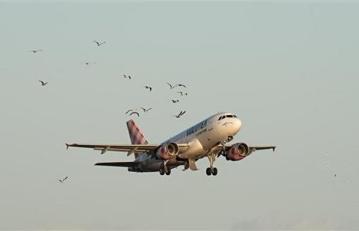 les oiseaux à l’origine de nombreux incidents font la peur des pilotes