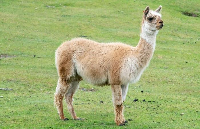 5 fermes pédagogiques surprenantes à visiter cet hiver en Ariège