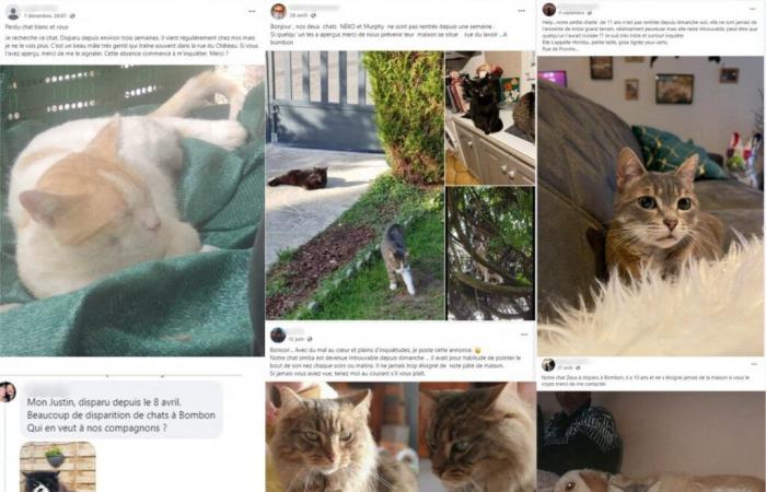 d’étranges disparitions de chats inquiètent cette commune de Seine-et-Marne