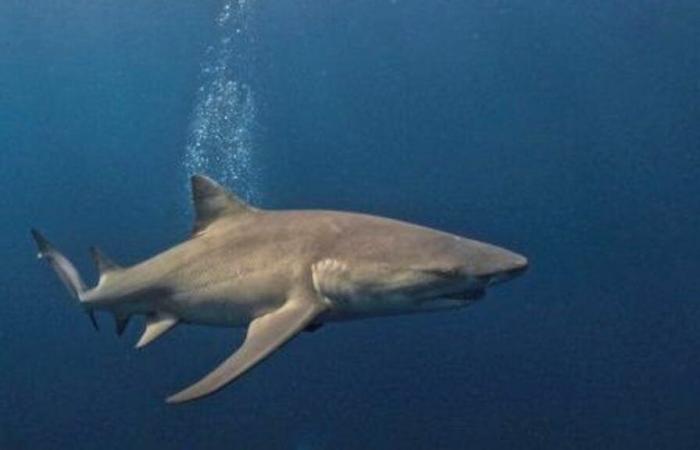 Un touriste italien tué par un requin en mer Rouge