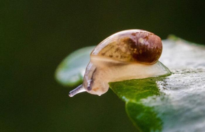 De minuscules escargots en voie de disparition réintroduits sur une île déserte portugaise