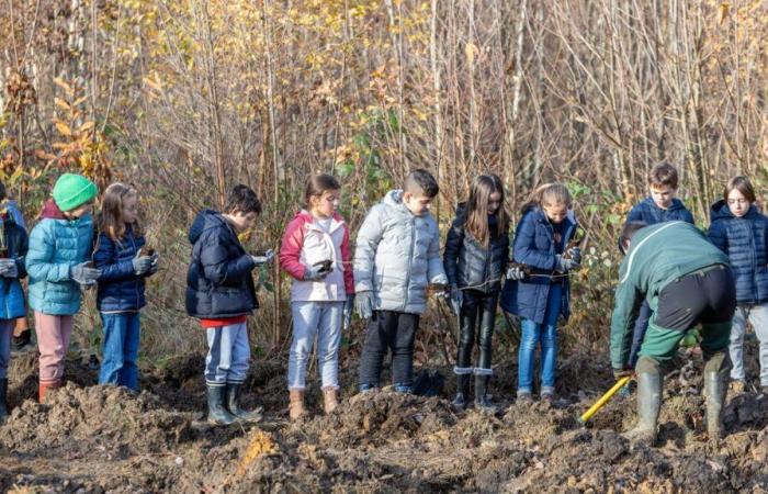 des arbres replantés dans les bois pour effacer les dernières traces de lignes à haute tension