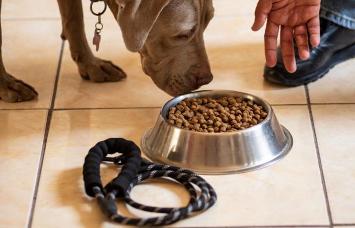 nouveau rappel massif de croquettes pour chiens et chats, les salmonelles toujours en cause