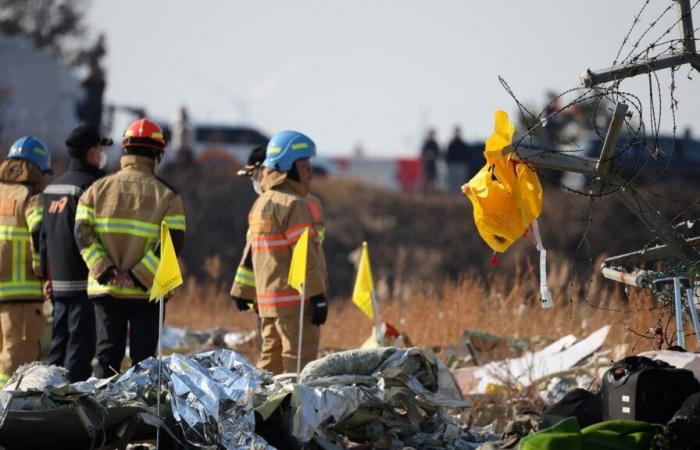 L’impact d’oiseaux est probablement la cause de l’accident d’avion mortel en Corée du Sud. Qu’est-ce que c’est?