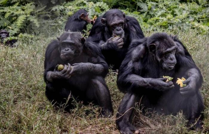 Un refuge prend soin des chimpanzés en voie de disparition au Cameroun