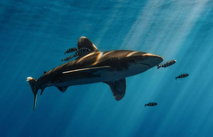 Mordu au cou par un requin lors d’une sortie de pêche en famille, il décède des suites de ses blessures une heure plus tard