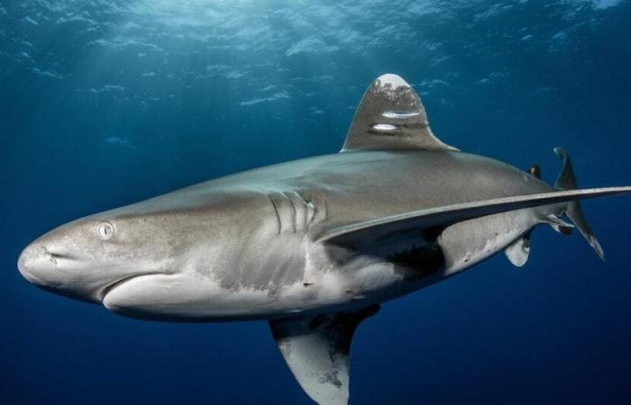 Un homme tué par un requin alors qu’il pêchait dans la Grande Barrière de Corail