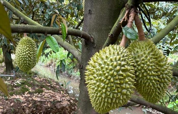 Avertissement urgent concernant un comportement frauduleux dans les exportations de durian vers la Chine