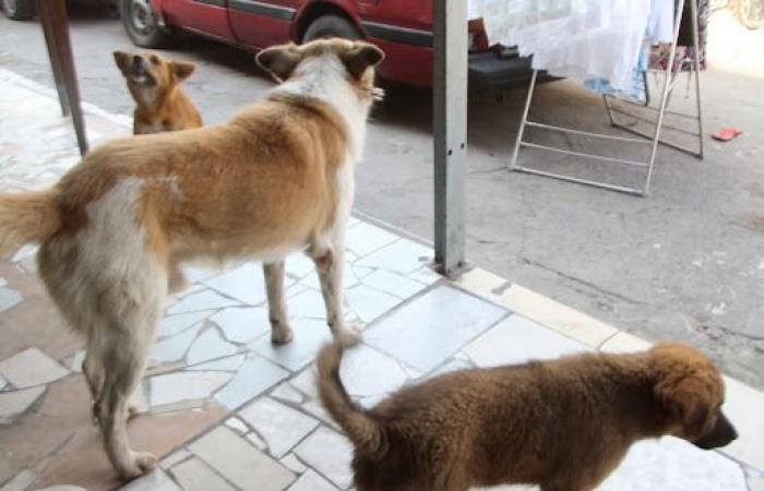 Près de 500 cas de morsures de chiens enregistrés à Lubumbashi en 2024