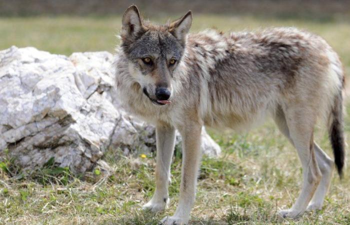 Un cinquième loup dans l’Hérault et “pas d’obstacle majeur” à son arrivée à Montpellier