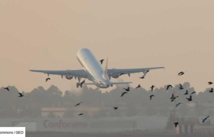 Hantise des pilotes, oiseaux à l’origine de nombreux incidents d’avion