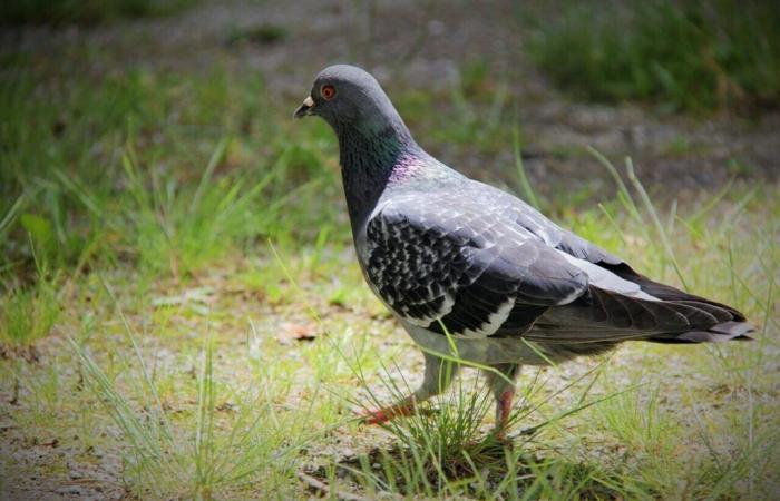 L’association Paz craint que les pigeons ne soient éradiqués par cette institution du Val-d’Oise