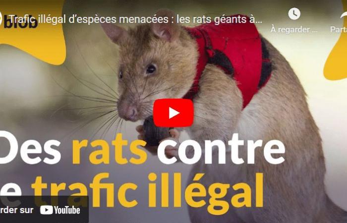 En Tanzanie, des rats géants pour lutter contre le trafic illégal d’espèces menacées