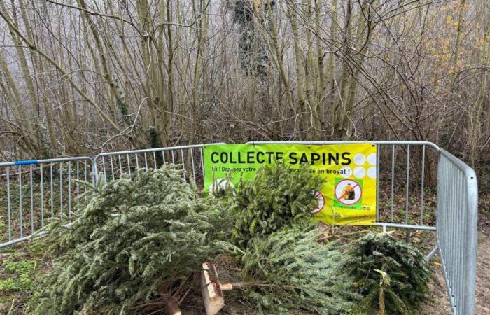 « Je l’enlève le 26 », « il restera jusqu’en mars »… Et vous, quelle est la durée de vie de votre arbre ?