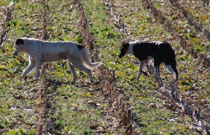 «Un mouton a été tué suite à des morsures»… Des chiens sèment la panique chez les éleveurs de Haute-Garonne