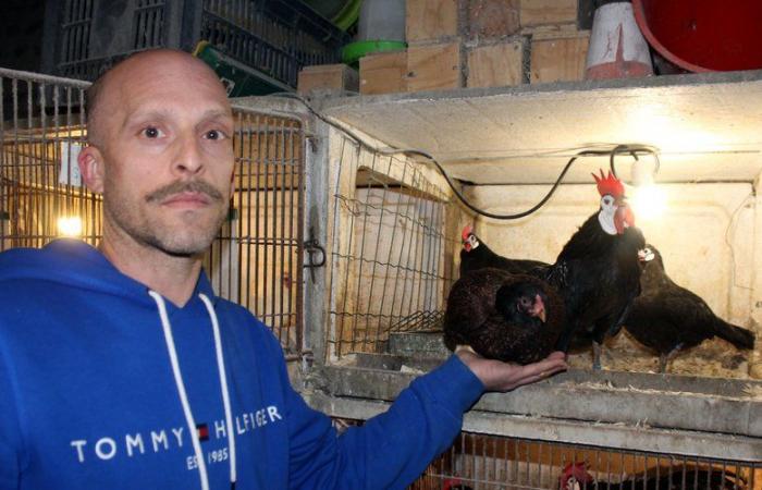 Champion de France, Pierre Fanlou traque la poule aux oeufs d’or au prix d’un travail de sélection