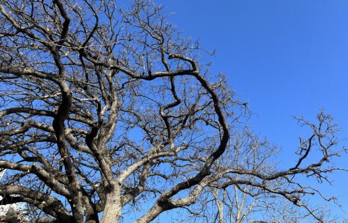 Quel temps fera-t-il pour le Nouvel An à Toulouse et en Occitanie, selon Météo France ?