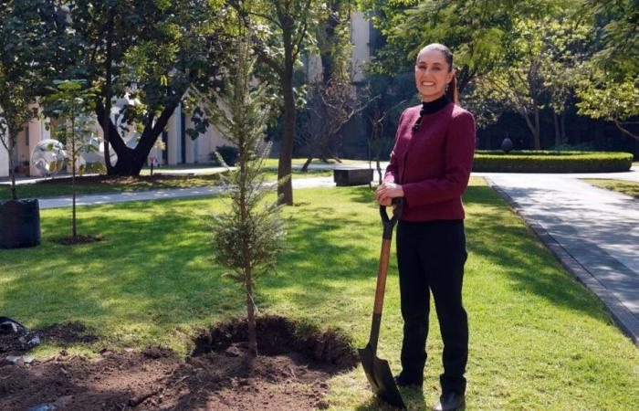 Claudia Sheinbaum clôture 2024 en plantant un arbre – Telemundo Miami (51)