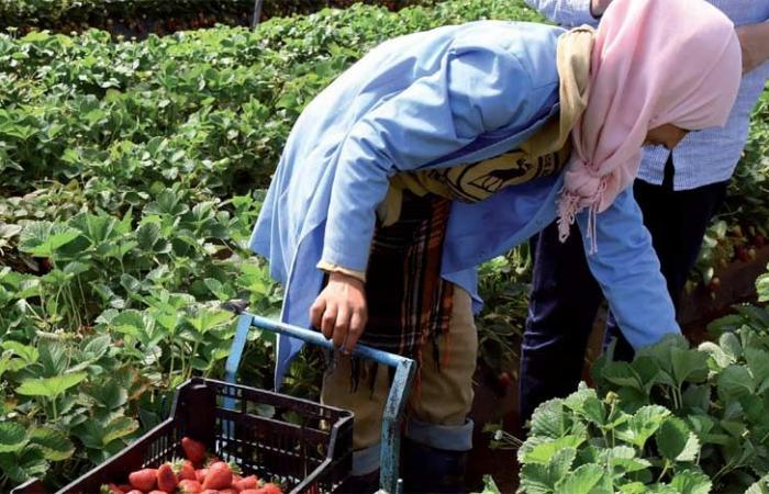 1 milliard de DH alloués pour soutenir l’emploi en milieu rural