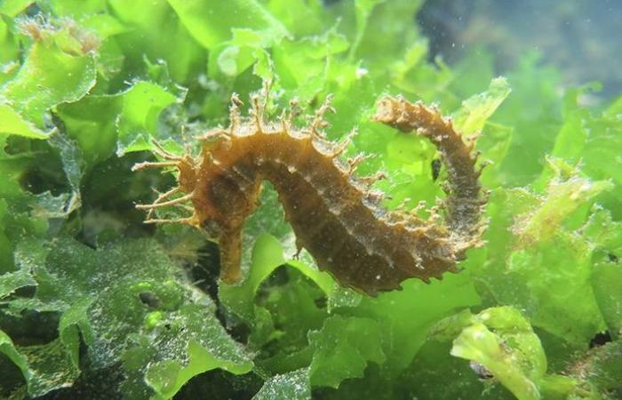 quels seront les événements à ne pas manquer à Sète et dans le bassin de Thau cette année ?