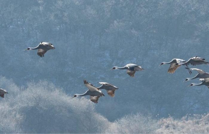 super pouvoirs avec des ailes