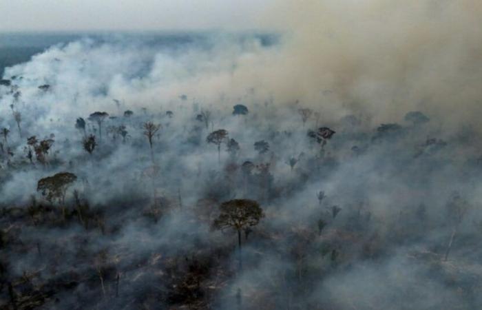 L’Amazonie brésilienne a connu un nombre record d’incendies en 17 ans en 2024 : Actualités