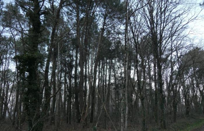 Les habitants de cette petite commune du 44 se chauffent à moindre coût avec le bois de la forêt communale