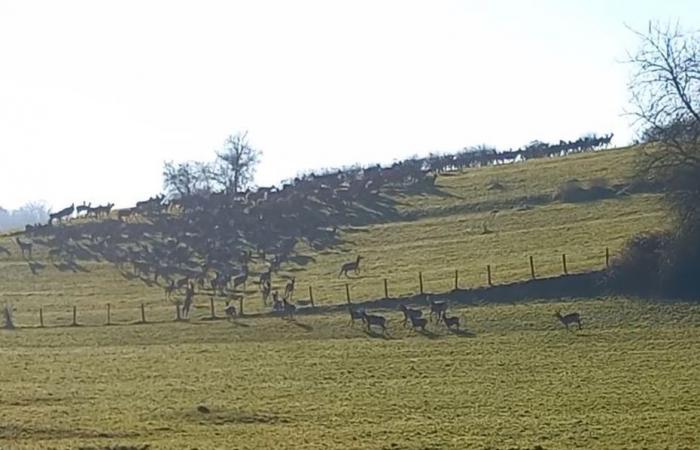 un incroyable troupeau de biches et de cerfs se rassemble sous leurs yeux