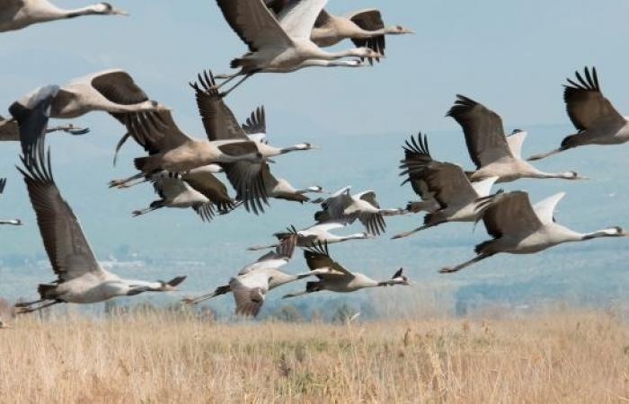 super pouvoirs avec des ailes