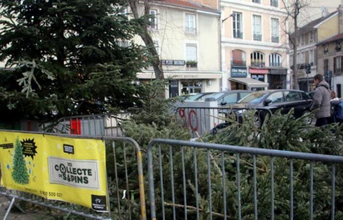 Environnement. Où recycler son sapin de Noël ? La Métropole grenobloise facilite les démarches