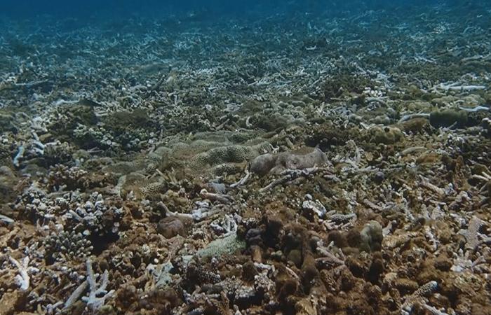 VIDÉO. “Ce qui était déjà fragilisé a été écrasé”, le cyclone Chido a également endommagé la barrière de corail à Mayotte