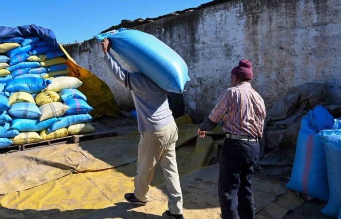 Le Maroc compte sur des pluies décisives pour les cultures céréalières début 2025