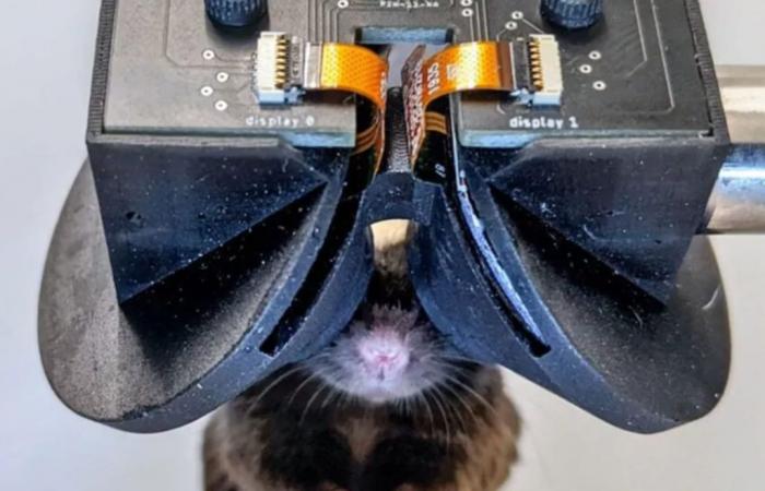 Des scientifiques inventent un casque de réalité virtuelle pour souris