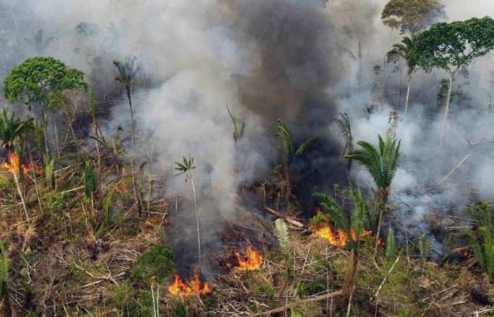 L’Amazonie brésilienne connaîtra un nombre record d’incendies en 17 ans en 2024