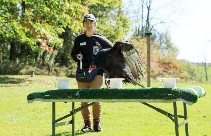 Le safari de Joanie | Animaux locaux en vedette