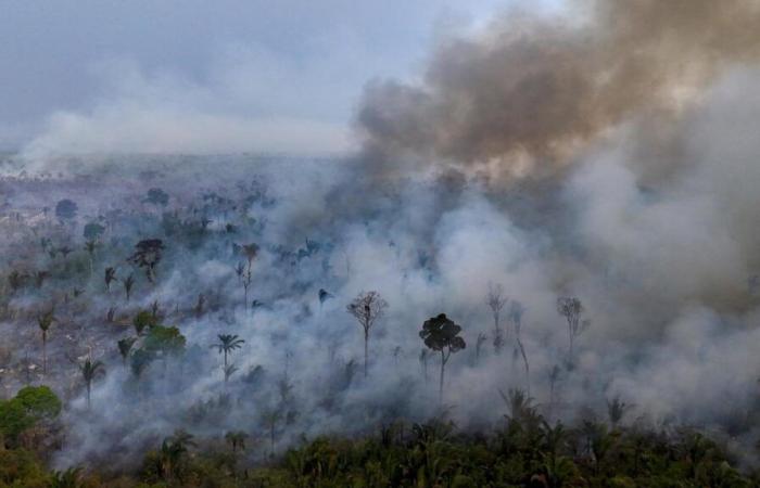 derrière le triste bilan des incendies en Amazonie, il y a encore de bonnes nouvelles en 2024