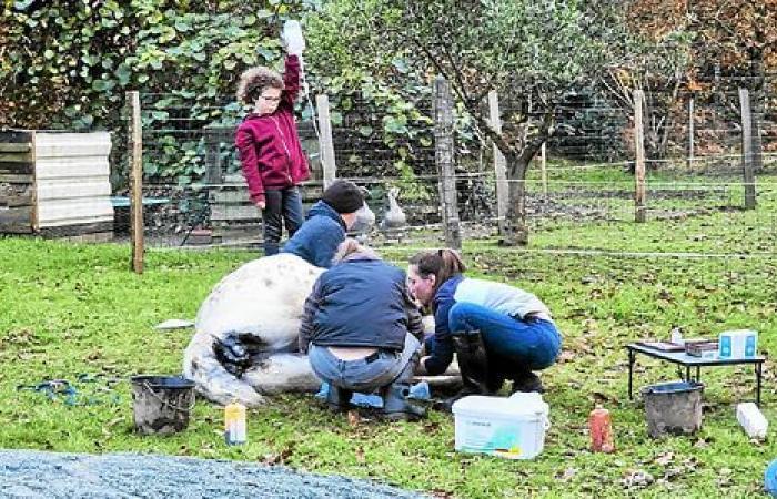 à Plufur, le refuge SOS Animaux pour la Vie est « une véritable aventure familiale »