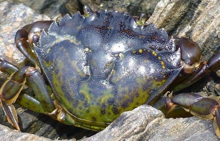 Le crabe vert, cet envahisseur indésirable chassé au Québec