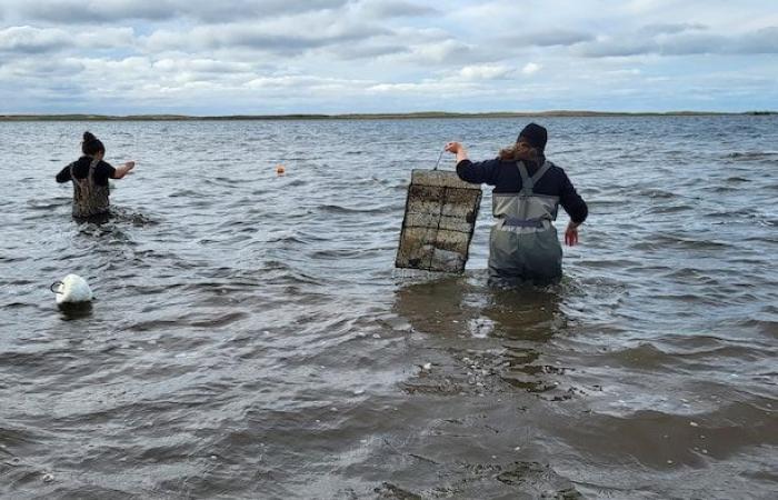 Le crabe vert, cet envahisseur indésirable chassé au Québec