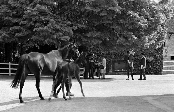 Le patron milliardaire de Manchester City achète un luxueux haras normand visité par Elizabeth II