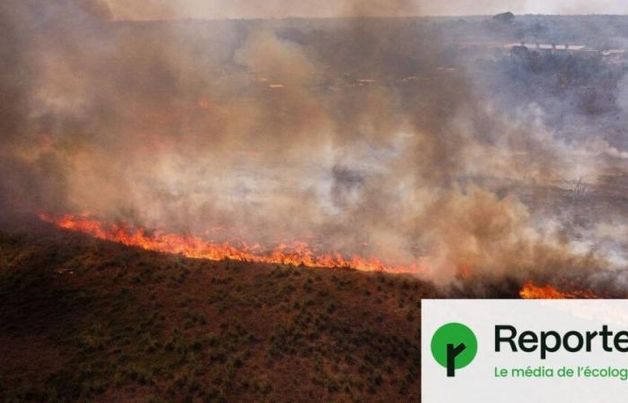 En Amazonie, un record historique de feux de forêt en 2024