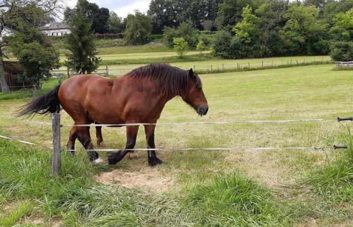 Mais où est passé Nuage ? Il lance un appel désespéré pour retrouver son cheval de trait disparu dans son enclos.