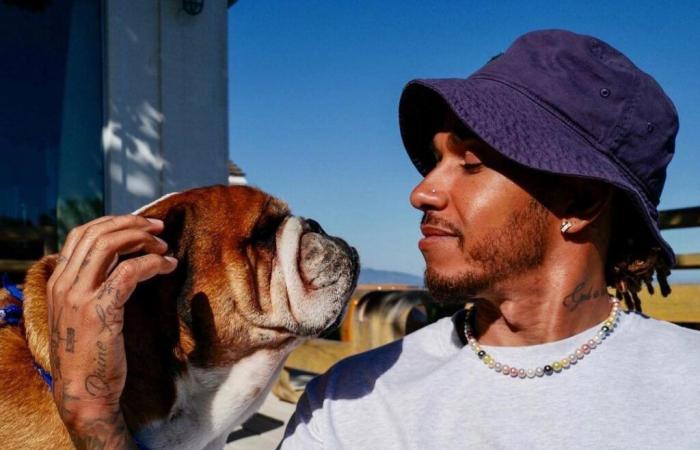 le paddock F1 trop stressant pour Roscoe, le chien de Lewis Hamilton.