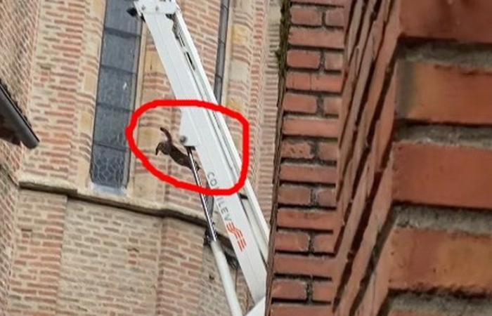 VIDÉO. Coincé depuis 5 jours sur le toit d’une église, le chat fait un “saut mortel” pour échapper aux pompiers venus le sauver