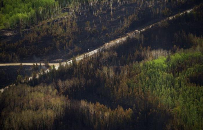 les forêts plus sujettes aux incendies qu’avant