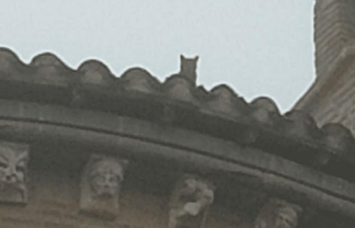 VIDÉO. Le sauvetage impressionnant d’un chat sautant de 25 mètres après 5 jours coincé sur le toit d’une église !