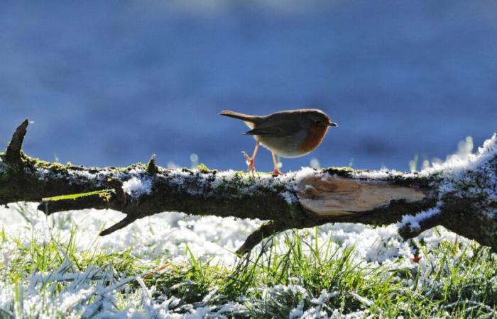 La nouvelle année démarre à froid, avec des gelées nocturnes prévues à Cork